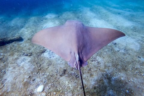 Buceo en grupo pequeño en Los Arcos desde Sayulita — photo 6