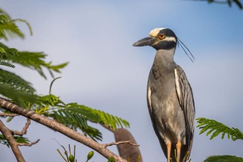 Aves de Vallarta: experiencia de naturaleza guiada por un biólogo — photo 3