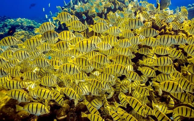 Buceo con tanque photo 4