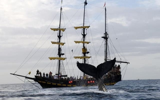 Whale-Watching Pirate Ship Cruise in Los Cabos photo 2