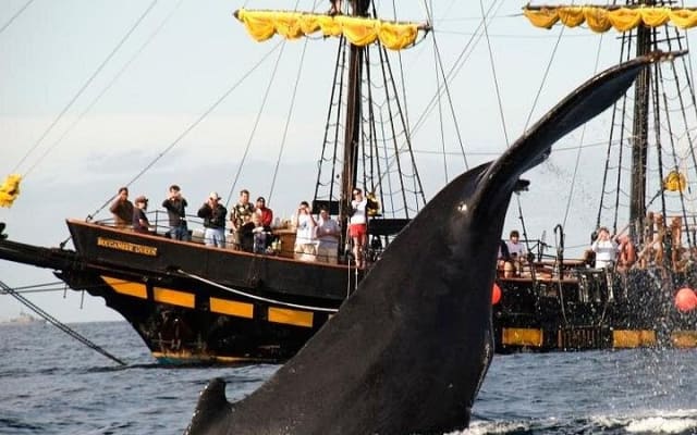 Whale-Watching Pirate Ship Cruise in Los Cabos photo 3