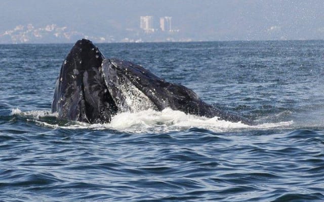 Excursion d'une demi-journée en petit groupe pour observer les baleines à Puerto Vallarta photo 6