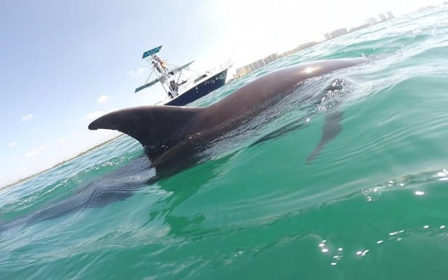 Wild Dolphin Encounter in Puerto Vallarta