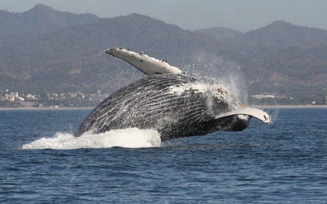 Private Whale Watching Tour in Puerto Vallarta