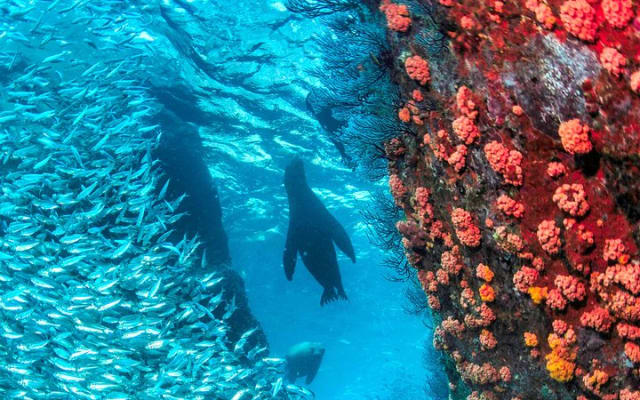 Espiritu Santo Island Snorkel & Sea Lion Adventure
