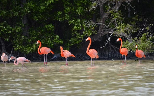Tour a la Reserva de la Biosfera de Celestún desde Mérida photo 2
