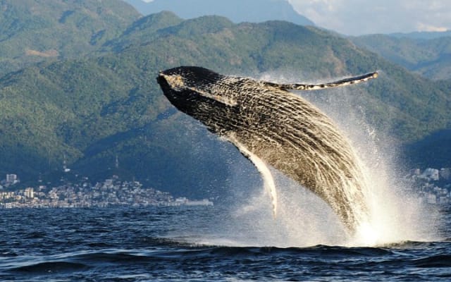 Whale Watching Adventure with a Marine Biologist