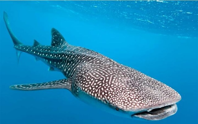 Private Tour Swimming With Whale Shark From Tulum photo 2