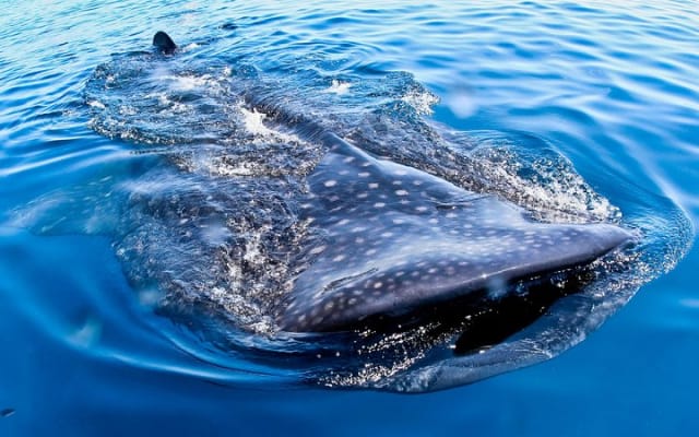 Private Tour Swimming With Whale Shark From Tulum photo 3