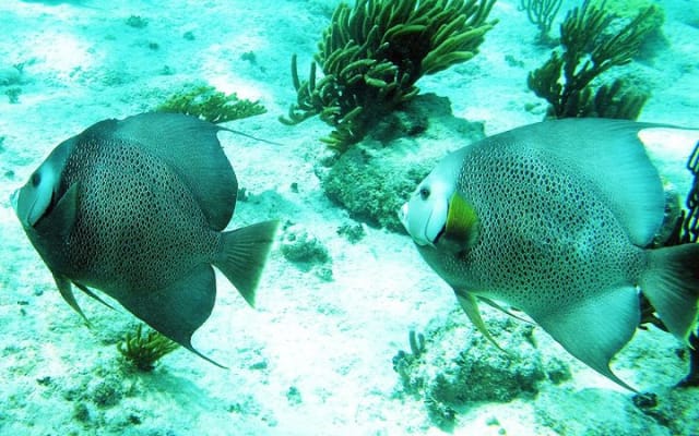 Snorkeling with Caribbean fish and private cenote exploration photo 3