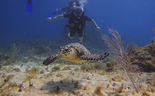 Tulum Akumal Snorkel Tour and 4 Cenotes Small Group All Fees Incl photo 3
