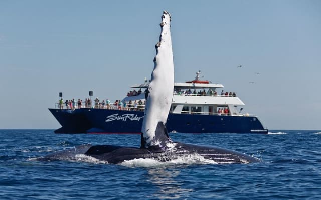 Cabo San Lucas Whale Watching Lunch Cruise