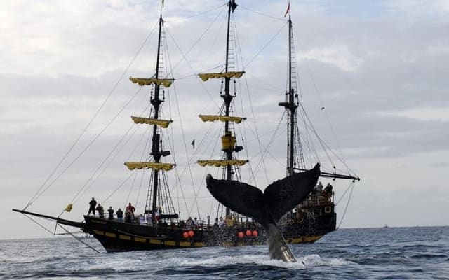 Whale-Watching Pirate Ship Cruise in Los Cabos photo 4