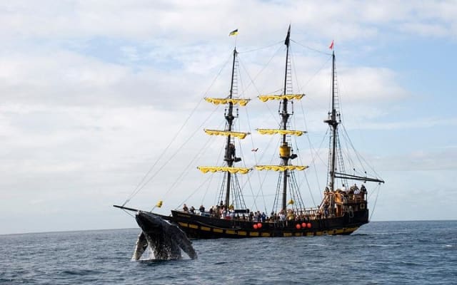 Whale-Watching Pirate Ship Cruise in Los Cabos photo 5