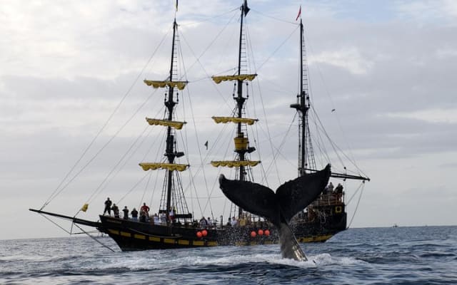 Whale-Watching Pirate Ship Cruise in Los Cabos photo 9