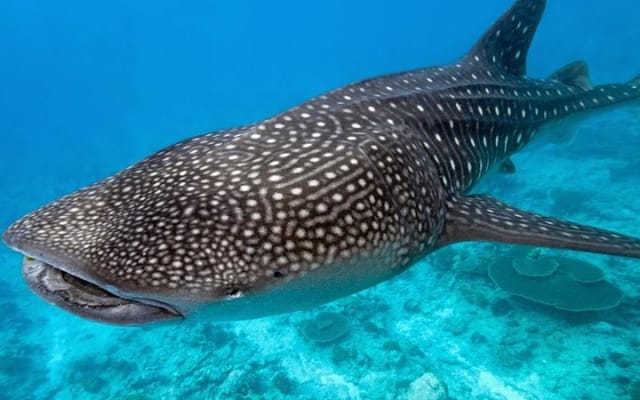 Private Tour Swimming With Whale Shark From Tulum photo 4