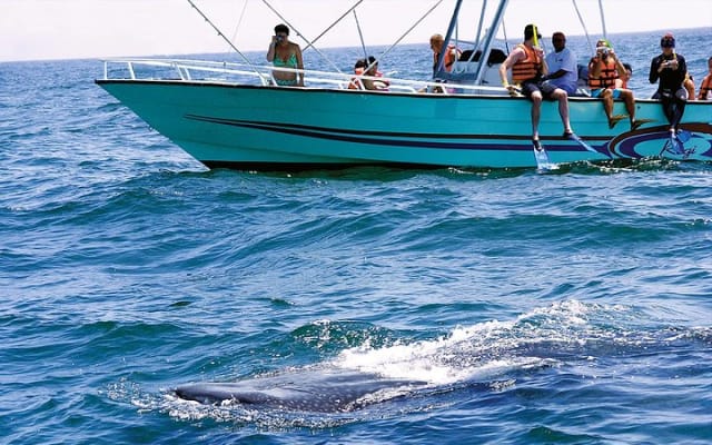 Private Tour Swimming With Whale Shark From Tulum photo 5