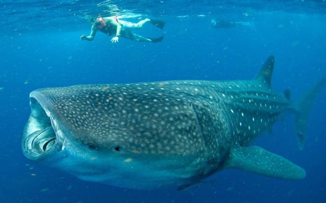 Whale Sharks Small-Group Tour in Cancun and Riviera Maya photo 2