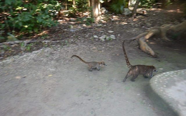 Cobá Ruins Tour (Private, Half Day) photo 2