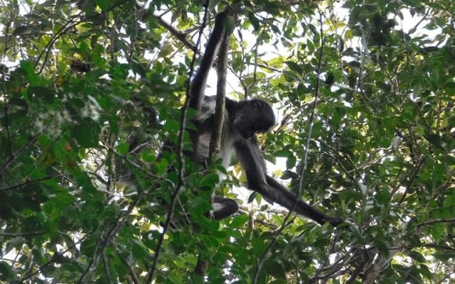 Wild Monkey Tour (Private, Half Day) photo 5