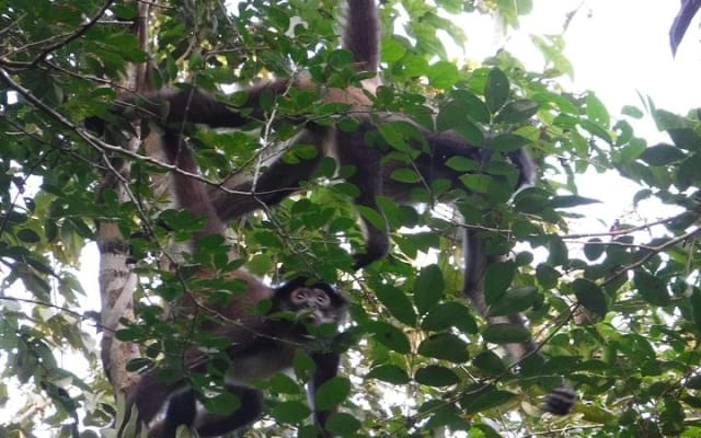 Wild Monkey Tour (Private, Half Day) photo 6