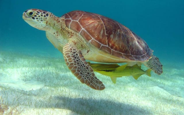 Half-Day Sea Turtle and Cenote Snorkeling Tour from Cancun & Riviera Maya