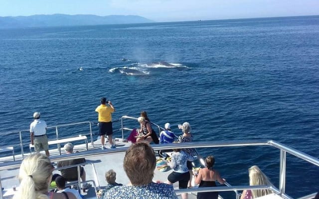 Whale Watching Cruise In Puerto Vallarta & Nuevo Vallarta photo 10