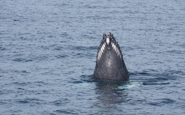 Whale Encounter Puerto Vallarta