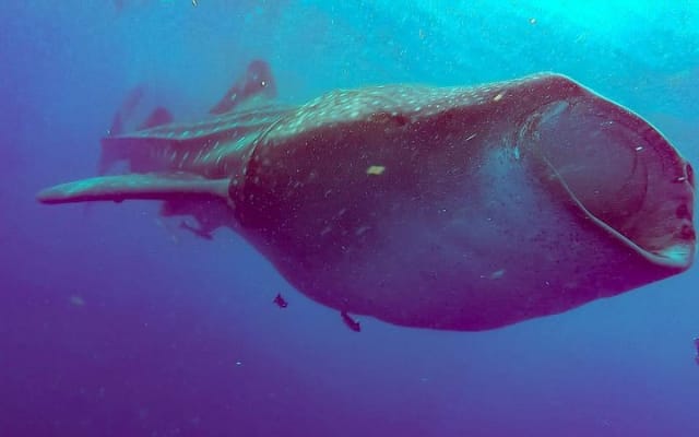 Whale Sharks Small-Group Tour in Cancun and Riviera Maya photo 7