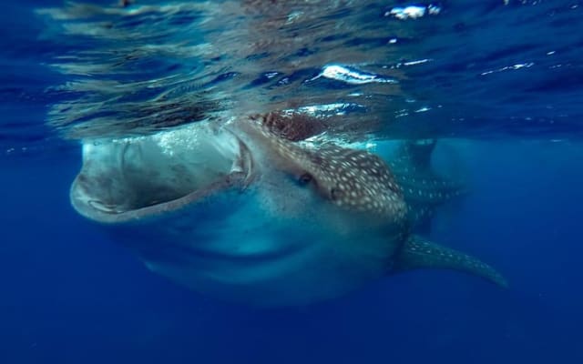 Whale Sharks Small-Group Tour in Cancun and Riviera Maya photo 8