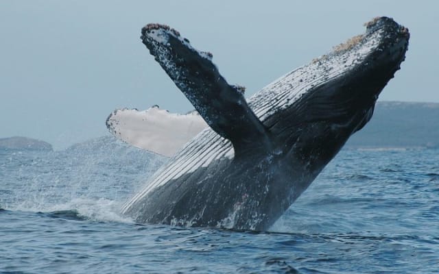 Aventure d'observation des baleines avec un biologiste marin photo 13