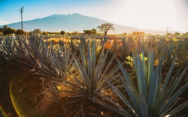 Full-Day Tequila, Jalisco from Puerto Vallarta with Tequila Experience photo 5