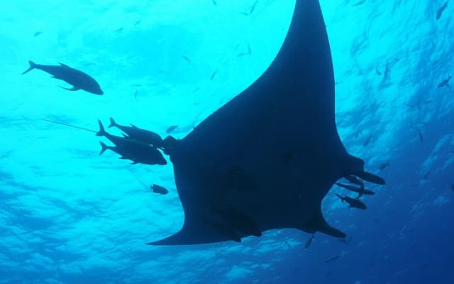 Rencontre avec le requin-baleine, visite privée - nagez avec le requin-baleine depuis Cancún photo 4
