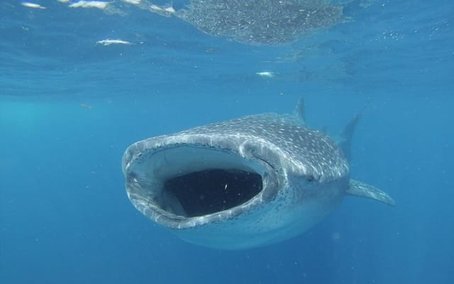 Rencontre avec le requin-baleine, visite privée - nagez avec le requin-baleine depuis Cancún photo 9