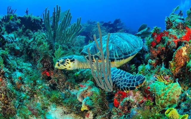 Enjoy an amazing day in Isla Mujeres with snorkeling food, drinks photo 11