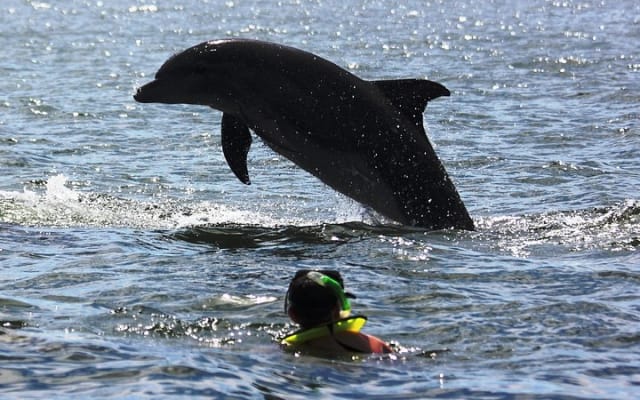 Wild Dolphin Encounter & Snorkeling Adventure