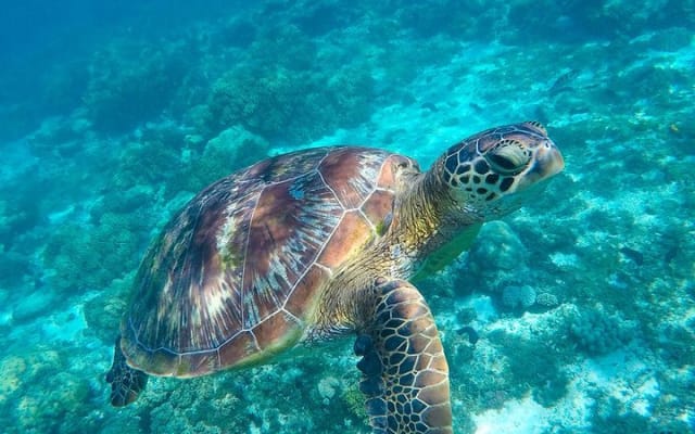 Yucatan Peninsula Full-Day Private Tour: Akumal, Tulum Ruins and Cenote Swim photo 2