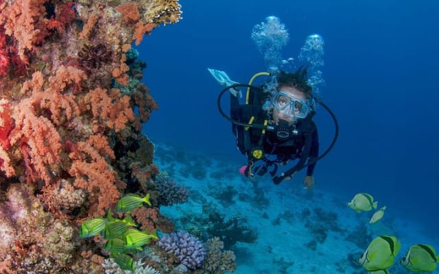 Apprenez à plonger à Cabo San Lucas avec PADI photo 4