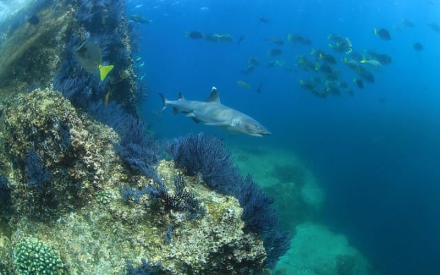 Apprenez à plonger à Cabo San Lucas avec PADI photo 7