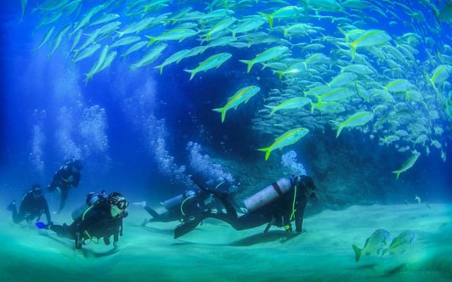 Apprenez à plonger à Cabo San Lucas avec PADI photo 3