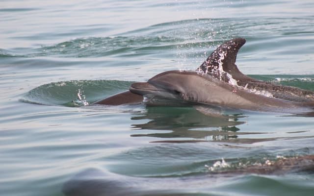 Wild Dolphin Encounter in Puerto Vallarta photo 5