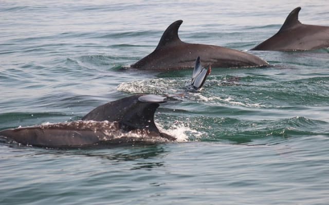 Wild Dolphin Encounter in Puerto Vallarta photo 6
