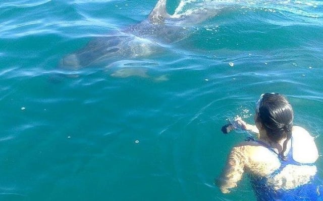 Wild Dolphin Encounter in Puerto Vallarta photo 7