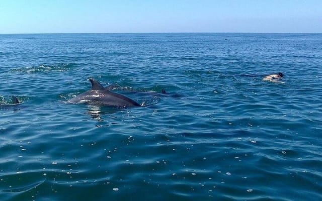 Wild Dolphin Encounter in Puerto Vallarta photo 8