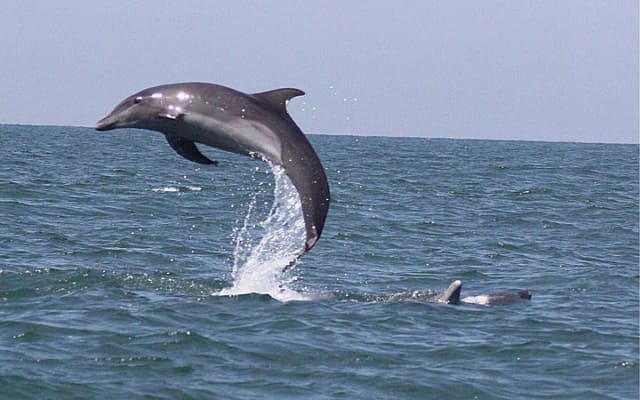 Wild Dolphin Encounter in Puerto Vallarta photo 9