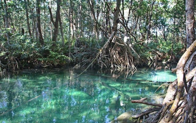 Tour a la Reserva de la Biosfera de Celestún desde Mérida photo 8