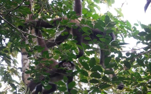 Wild Monkey Adventure (Private, Full Day) photo 2