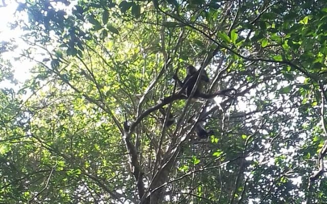 Wild Monkey Adventure (Private, Full Day) photo 3