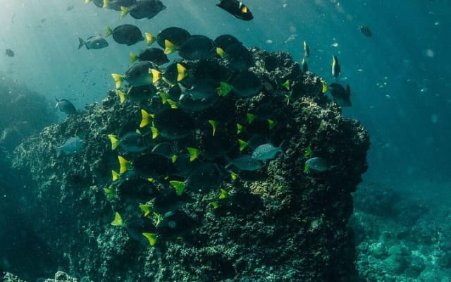 Buceo en grupo pequeño en Los Arcos desde Sayulita photo 12