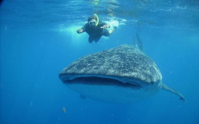 Whale Sharks tour in Tulum: Small-Group photo 3